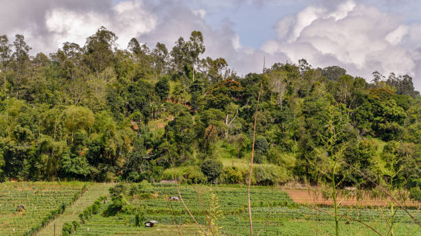 istock Landscape paintings of Sri Lanka 1075611200
