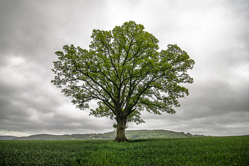 A single tree in the british countryside