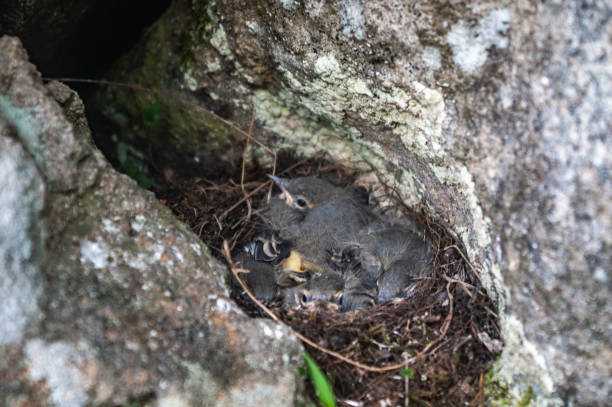 istock Black Redstart in the nest 1075613586