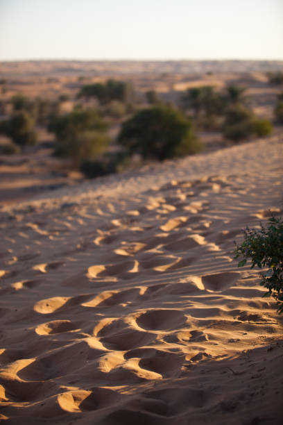 istock Footsteps in the sand 1075614000