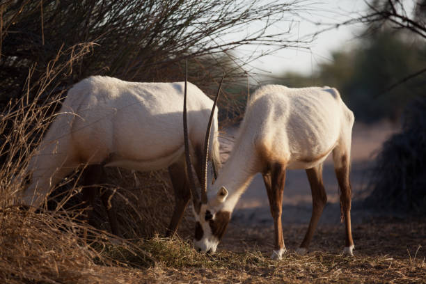 desert wildlife - oryx gazella leucoryx imagens e fotografias de stock