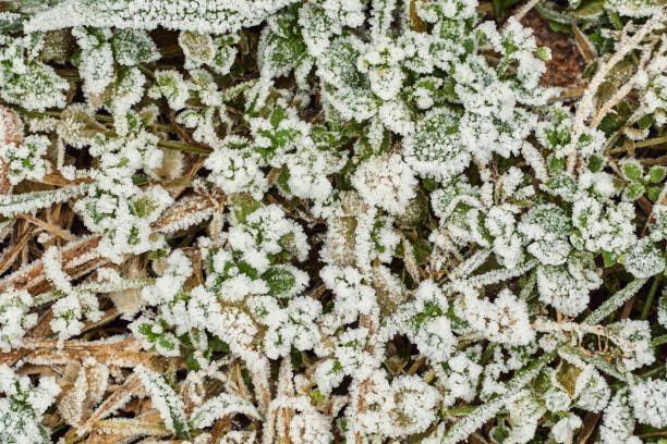 istock frosted grass and leaves on a meadow in autumn 1075614770