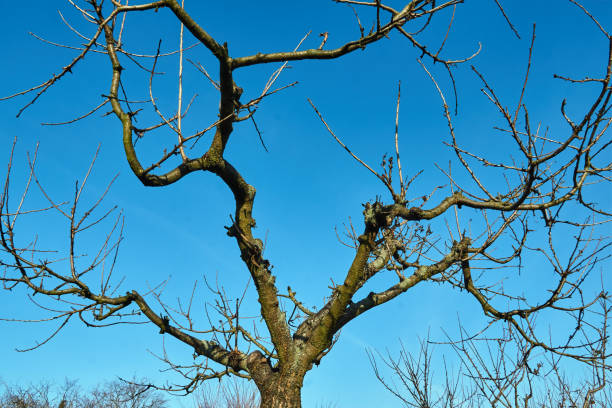 istock branches of a fruit tree against the sky during autumn 1075614772