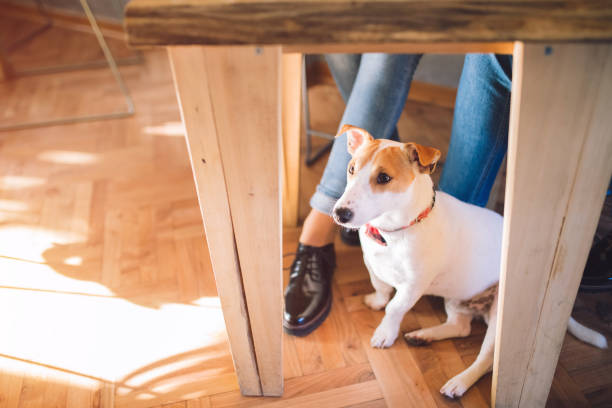istock Dog with its owner at a coffee shop 1075616244