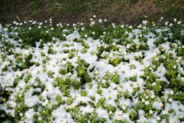 early flowers oof the spring under snow - oof imagens e fotografias de stock