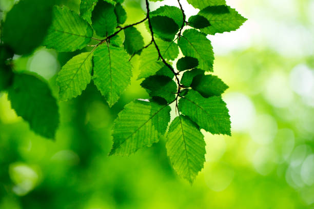 istock green leaves on the green backgrounds 1075620958