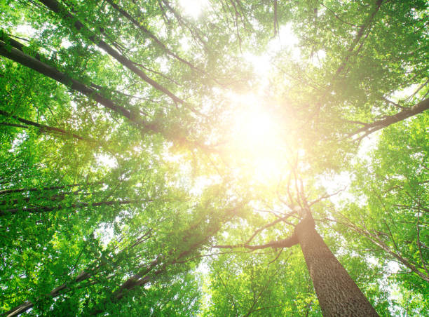 istock forest trees. nature green wood sunlight backgrounds 1075621152