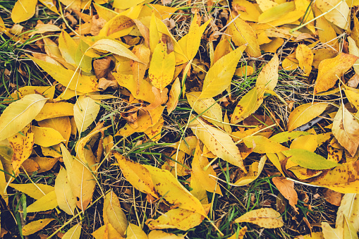 Dry yellow autumn leaves on the ground