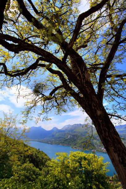 istock Tree on a background of Lake Annecy 1075625146