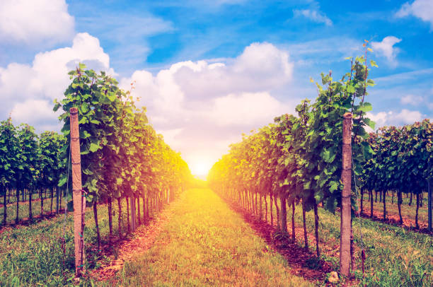 istock Landscape with summer vineyards in sunrise 1075630144
