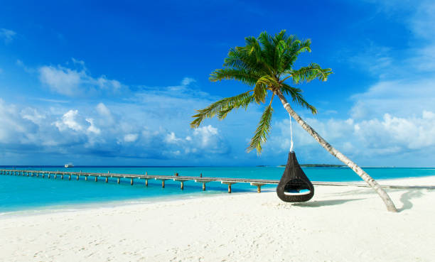 istock tropical beach in Maldives with few palm trees and blue lagoon 1075632528