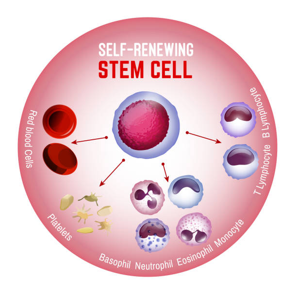 Selfrenewing Stem Cell Stock Illustration - Download Image Now - Stem Cell,  Bone Marrow, Infographic - iStock