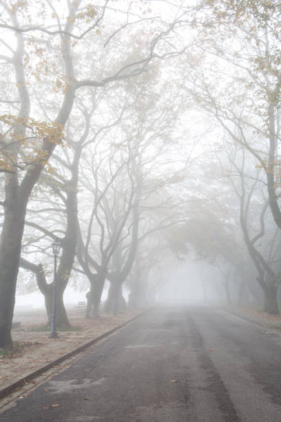 mgła mglisty wheather w mieście ioannina sezon jesienny grecja - street light fog morning country road zdjęcia i obrazy z banku zdjęć