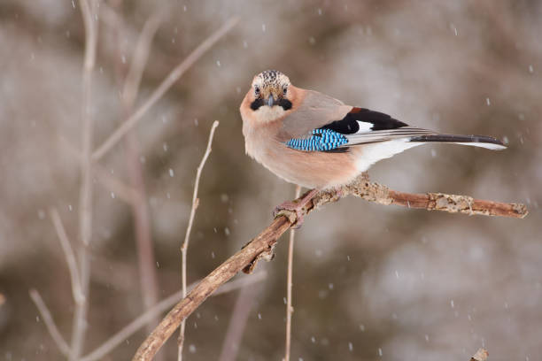istock Eurasian jay (Garrulus glandarius) sits on a thin branch under falling snow in a forest park in early spring. 1075640358