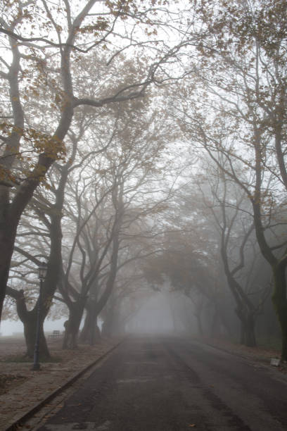 nevoeiro nevoeiro wheather no outono da cidade de ioannina temporada grécia - street light fog morning country road - fotografias e filmes do acervo