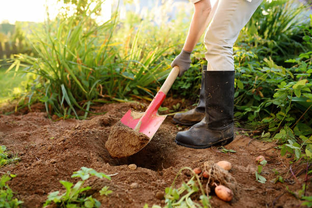 mujer calzados botas excavaciones patatas en su jardín. - cavan fotografías e imágenes de stock
