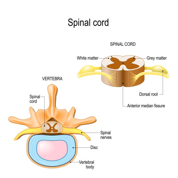 section of the human vertebral column and cross-section of spinal cord. section of the human vertebral column and cross-section of spinal cord. Central nervous system. Vector illustration for medical, biological, and educational use spine stock illustrations