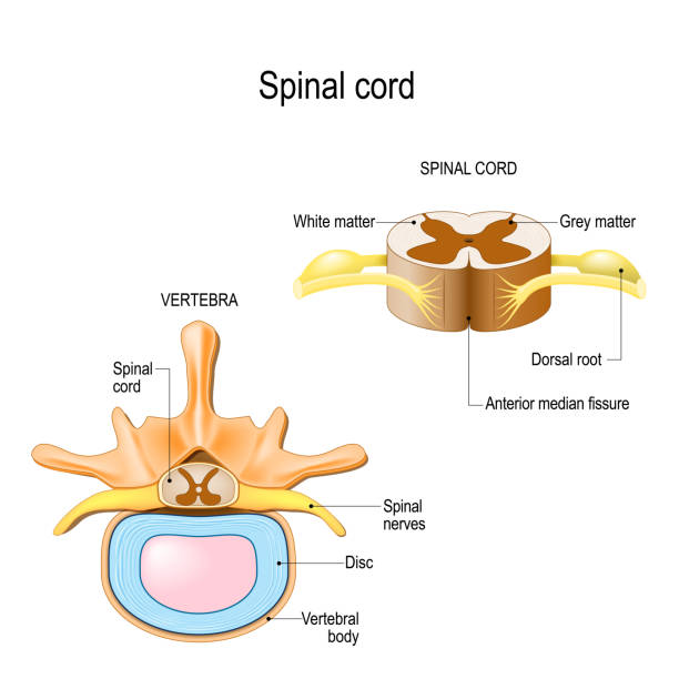 section of the human vertebral column and cross-section of spinal cord. section of the human vertebral column and cross-section of spinal cord. Central nervous system. Vector illustration for medical, biological, and educational use spinous process stock illustrations