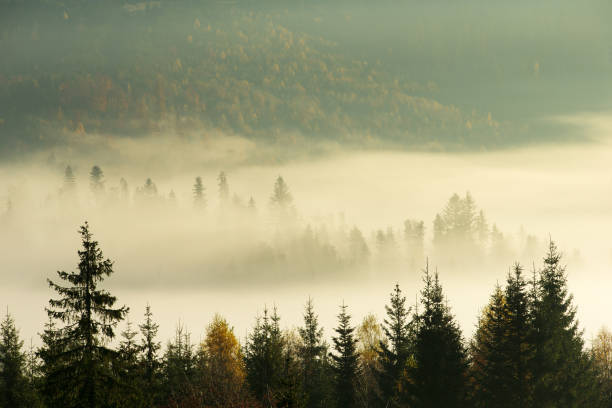istock Carpathian mountain sunny landscape 1075657530