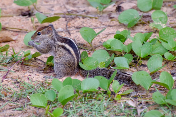 istock Chipmunks in a hotel complex in Sri Lanka 1075657916