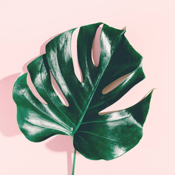 istock Monstera green leaves on pink 1075659260