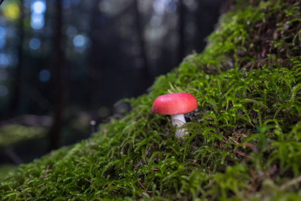 istock red russula mushroom growing in the forest 1075659380