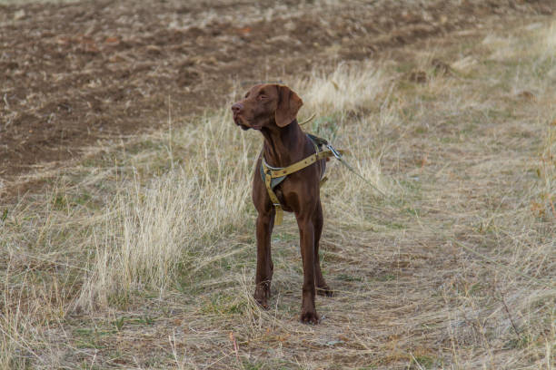 istock hunting dog breed German Kurzhaar 1075662970