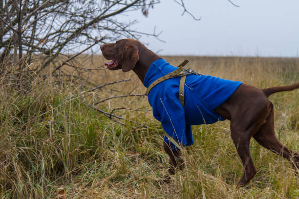 istock hunting dog breed German Kurzhaar 1075664578