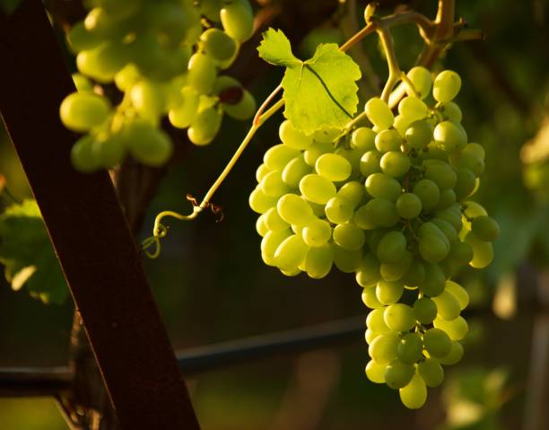 istock Close up of hanging grapes 1075666320