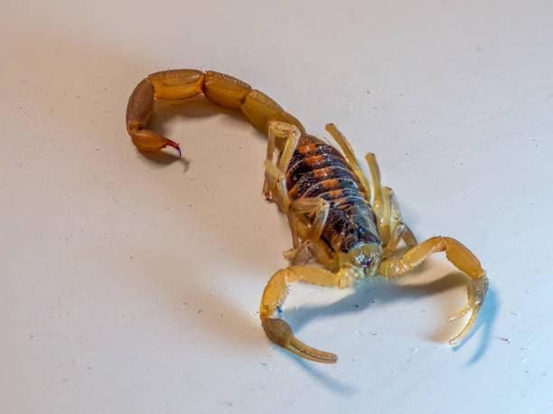 istock Close Up View of Bark Scorpion On White Surface 1075670228