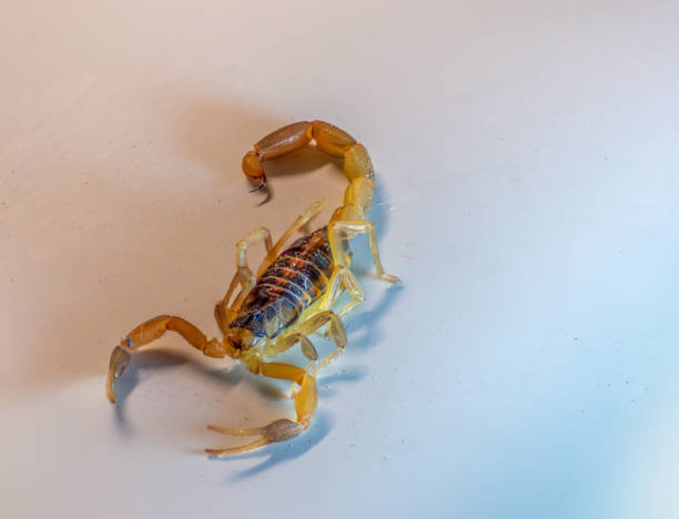 istock Side View of Small Scorpion Walking Across White Background 1075670240