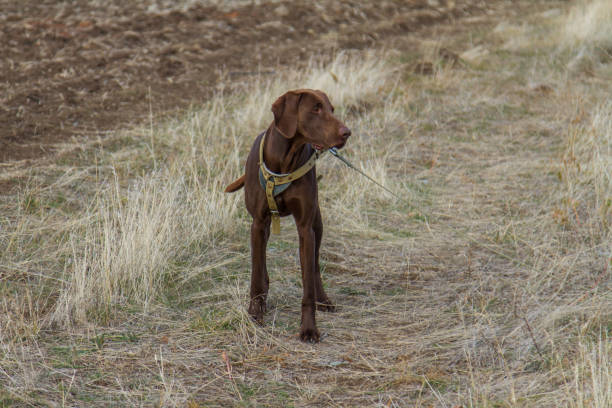 istock hunting dog breed German Kurzhaar 1075670900
