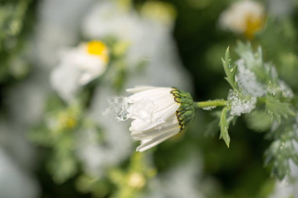 Early flowers oof the spring under snow in a garden