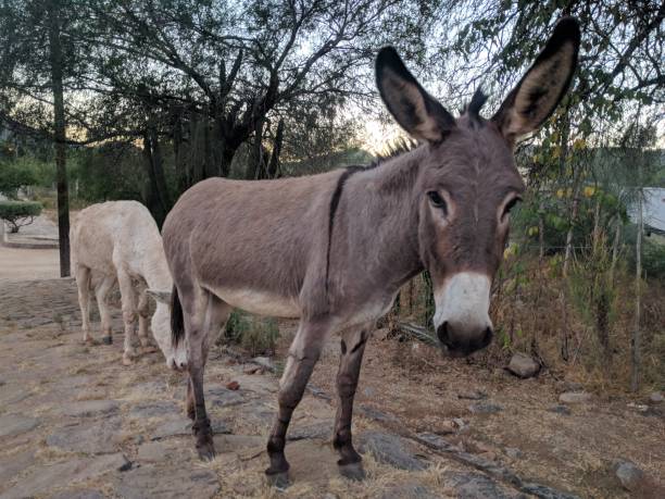 istock a donkey is left to love 1075685412