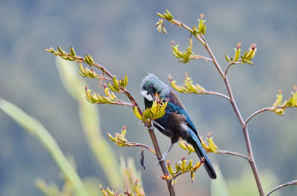 istock Tui bird on a flowering bush 1075691516
