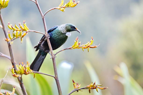 istock Tui bird on a flowering bush 1075691530