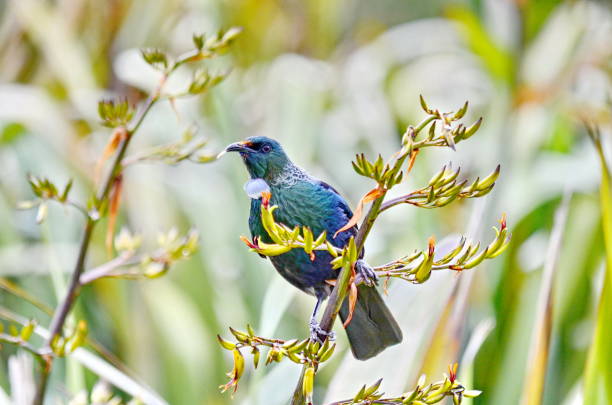 istock Tui bird on a flowering bush 1075691780