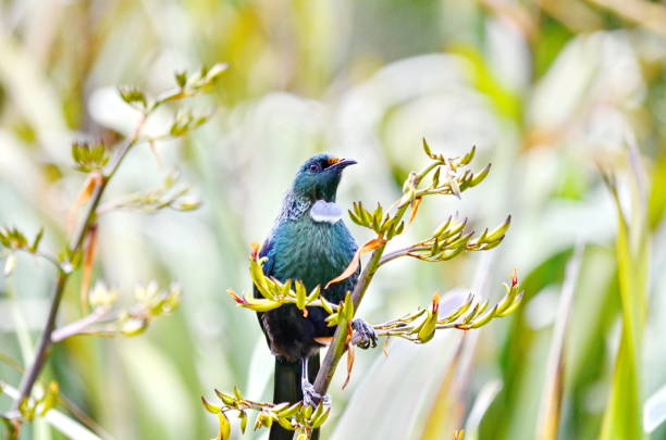 istock Tui bird on a flowering bush 1075691792
