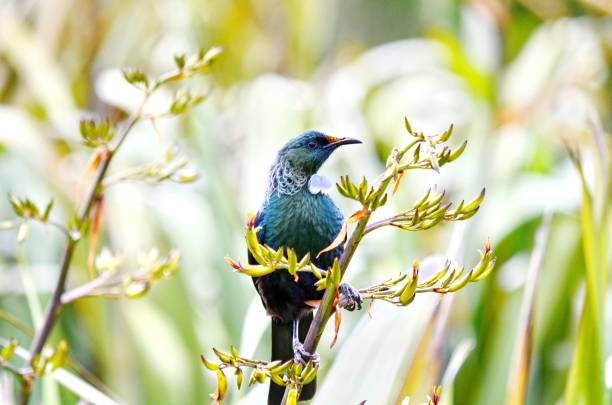 istock Tui bird on a flowering bush 1075691820