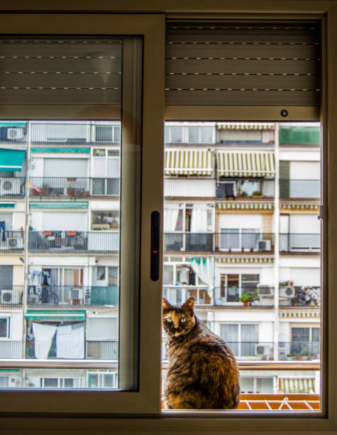 istock Cat sitting on window sill while watching in Barcelona, Catalonia, Spain. 1075704976