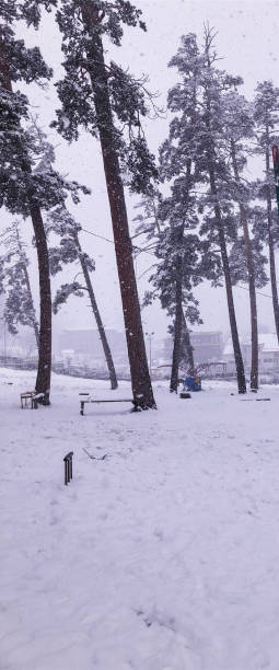 istock Snowfall. Trees in the snow. Mountain ski resort Bakuriani 1075705022