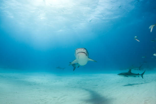 istock Tiger shark at Tigerbeach, Bahamas 1075705544