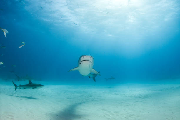 istock Tiger shark at Tigerbeach, Bahamas 1075706190