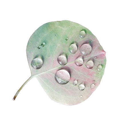 Eucalyptus leaf with rain droplets isolated over white background.