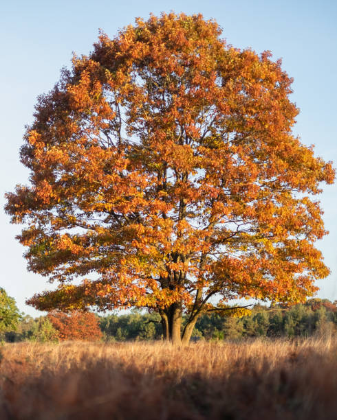 American oak during fall stock photo