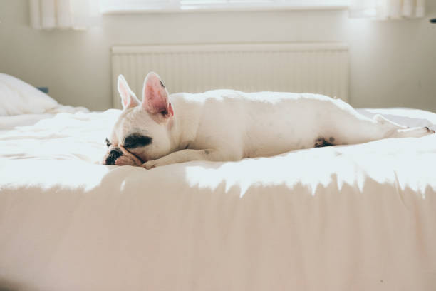 istock French Bulldog puppy sleeping on bed 1075709806