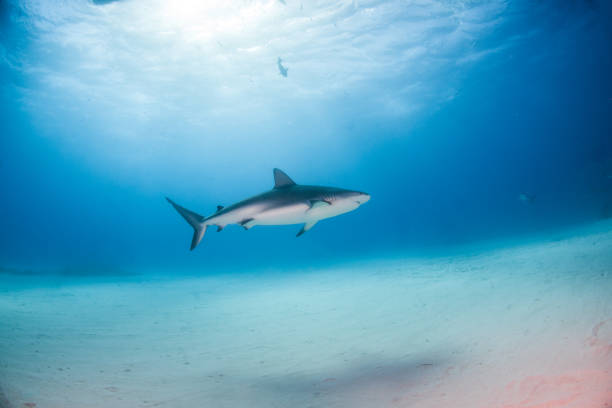 istock Caribbean reef shark at the Bahamas 1075713262
