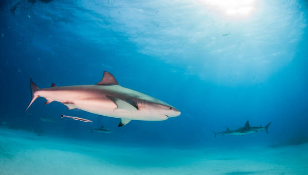 istock Caribbean reef shark at the Bahamas 1075714512