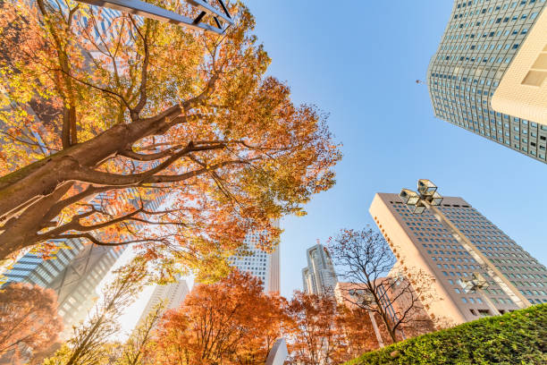 istock Autumn leaves and Shinjuku skyscraper group 1075714612