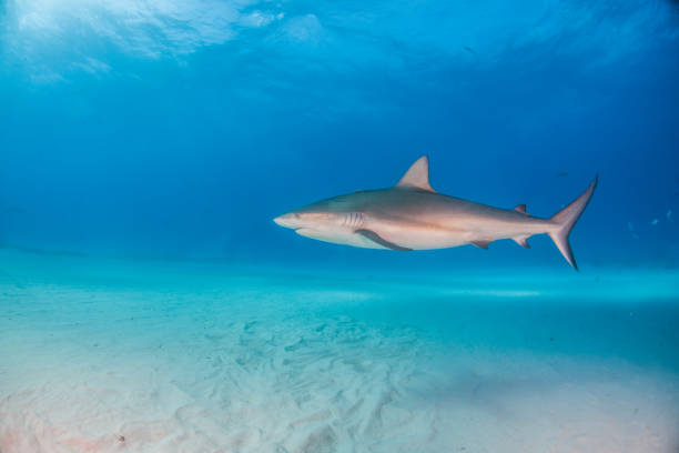 istock Caribbean reef shark at the Bahamas 1075715562